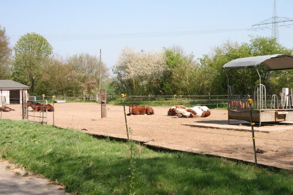 Stutenpaddock